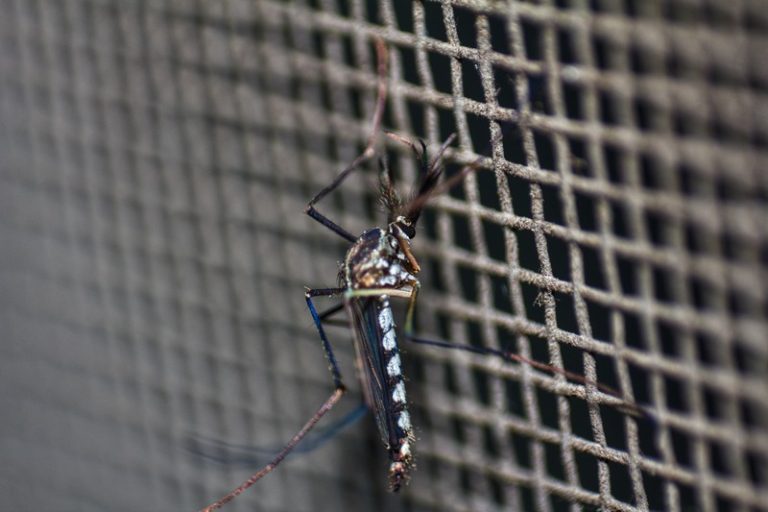 Un moustique qui ne peut pas piquer l'humain à cause de piège anti-moustique.