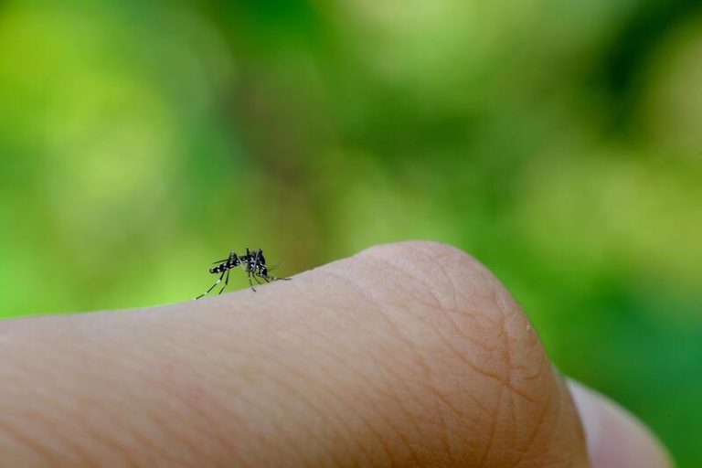 Un moustique tigre atteint du virus du Nil qui pique un homme.