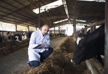 Un médecin qui ausculte les vaches d'un élevage français pour évaluer l'étendue de la contagion de la dermatite nodulaire.