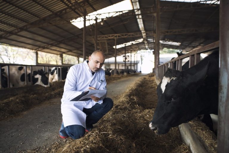 Un médecin qui ausculte les vaches d'un élevage français pour évaluer l'étendue de la contagion de la dermatite nodulaire.