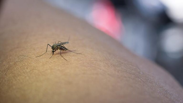 Un qui se fait piquer par un moustique tigre contaminé par le chikungunya, un virus tropical importé en France.