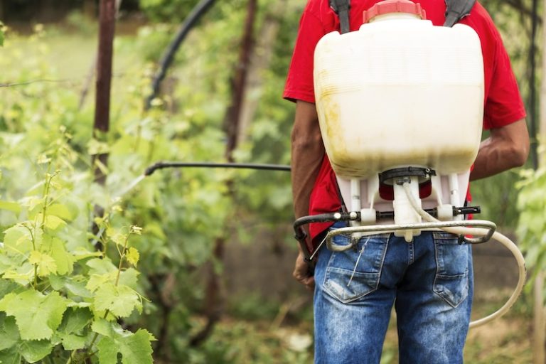 Un viticulteur utilise du pesticide sur ses vignes.
