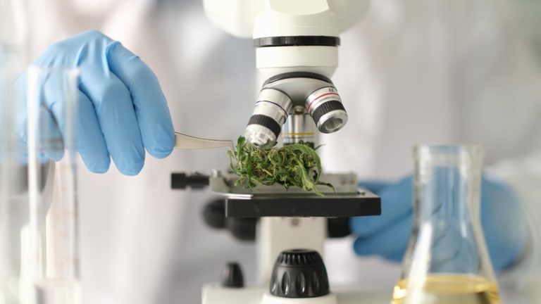 Un cherchuer qui étudie du les propriétés du cannabis pour traiter le mal de dos chronique.