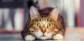 Chiens et chats : quels sont les dangers à la maison ? Un chat apeuré à la maison, face aux nombreux dangers domestiques.