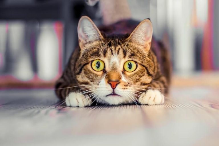 Un chat apeuré à la maison, face aux nombreux dangers domestiques.