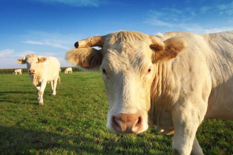 Un troupeau de vaches blondes d'Aquitaine promis à l'abattage à cause d'une dermatose nodulaire contagieuse.
