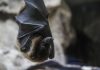 Alerte au virus Nipah en Inde : doit-on craindre un nouveau Covid ? Une chauve-souris contaminée par le virus Nipah.
