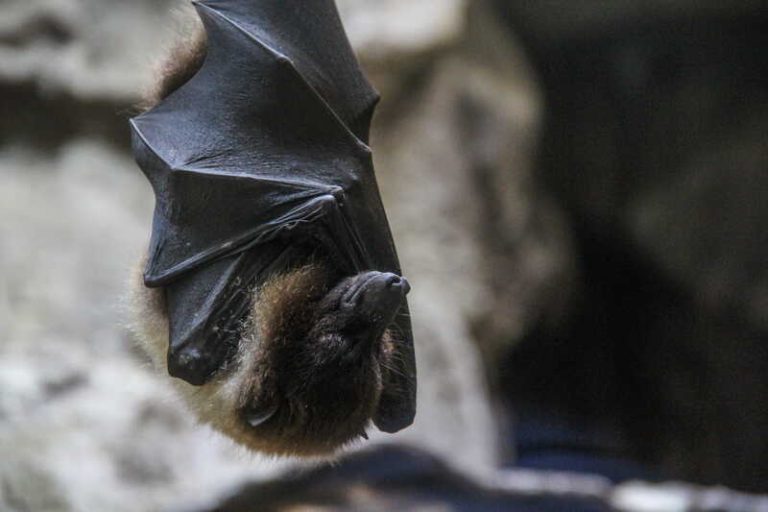 Une chauve-souris contaminée par le virus Nipah.