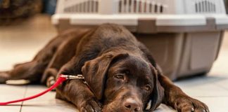 Ces nouvelles maladies qui menacent vos animaux de compagnie Un chien de compagnie contaminée par l'une de ces nouvelles maladies vectorielles émergentes.