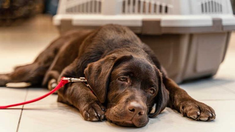 Un chien de compagnie contaminée par l'une de ces nouvelles maladies vectorielles émergentes.