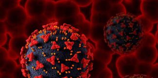 Virus Nipah : après le Pakistan, faut-il craindre une propagation jusqu’en Europe ? Le virus Nipah observé au microscope pendant la période d’incubation.