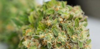 Pourquoi les fleurs de CBD restent le produit le plus vendu ? Fleurs de CBD.