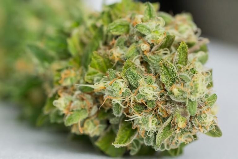 Fleurs de CBD.