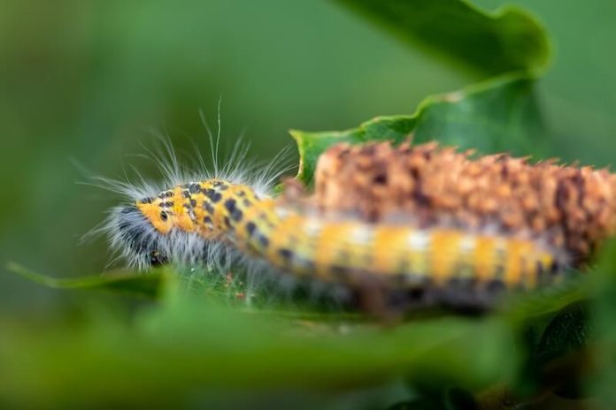 Chenille processionnaire symptômes causes conséquences inflammation problème respiratoire danger Une chenille processionnaire se déplace sur une feuille de chêne.