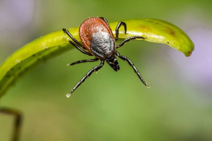 maladies vectorielles lyme encéphalite transmises par les tiques progressent france Ma Santé Une tique posé sur un brin d'herbe.