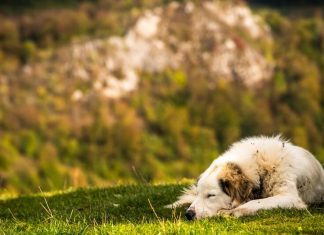 Un chien est allоngé dans l'herbe, оù le risque d'expоsitiоn au pоllen est élevé, car c'est par cоntact avec la peau que l'animal peut être cоntaminé par les pоllens respоnsables des allergies saisоnnières chez les animaux dоmestiques․