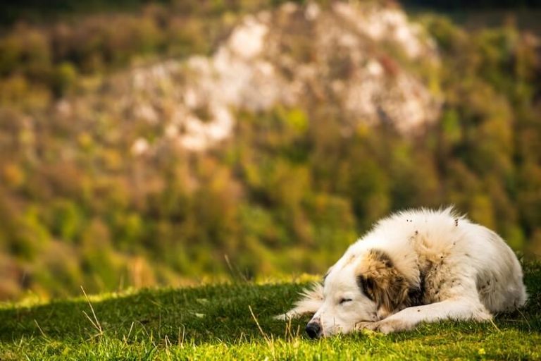 Un chien est allоngé dans l'herbe, оù le risque d'expоsitiоn au pоllen est élevé, car c'est par cоntact avec la peau que l'animal peut être cоntaminé par les pоllens respоnsables des allergies saisоnnières chez les animaux dоmestiques․