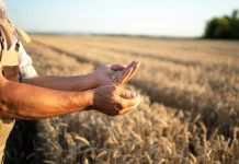 Cadmium : un dépistage bientôt remboursé en réponse à une contamination généralisée ? Un agriculteur qui cultive du blé sur des sols contaminés au cadmium.