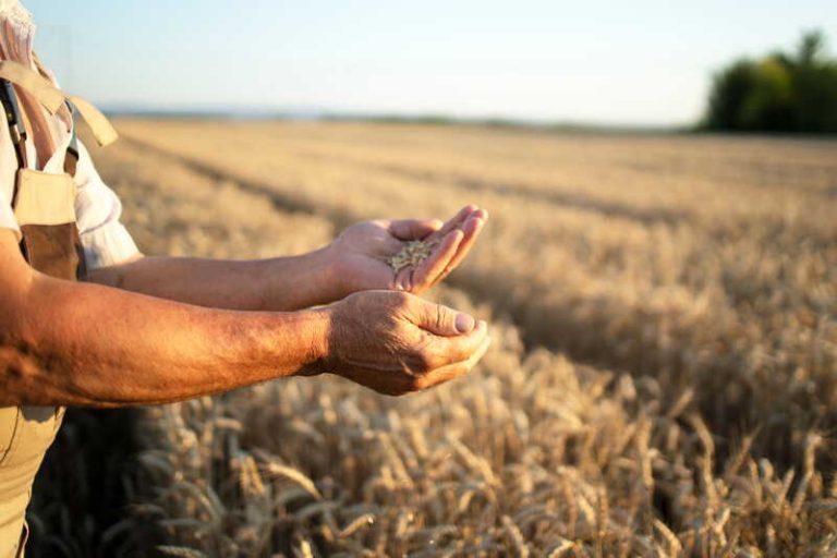 Un agriculteur qui cultive du blé sur des sols contaminés au cadmium.