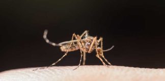 Déjà des cas de chikungunya en Guyane : pourquoi le virus se propage-t-il de plus en plus vite ? Un moustique tigre infecté par le virus du chikungunya pique un être humain.