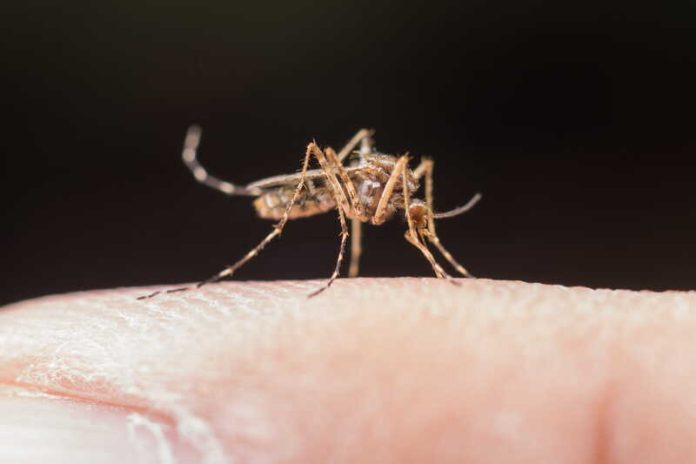 Chikungunya pourquoi le risque de propagation augmente en 2026 Ma Santé Un moustique tigre infecté par le virus du chikungunya pique un être humain.