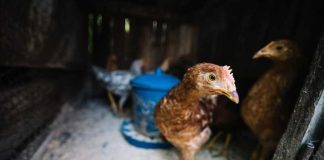 Grippe aviaire H9N2 : faut-il vraiment s’inquiéter après ce premier cas humain en Italie ? Des poules contaminées par le virus H9N2 ont transmis l’infection à un humain.