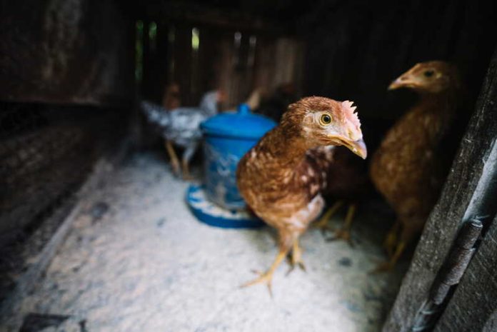 Grippe aviaire H9N2 faut-il vraiment s’inquiéter après ce premier cas humain en Italie Ma Santé Des poules contaminées par le virus H9N2 ont transmis l’infection à un humain.