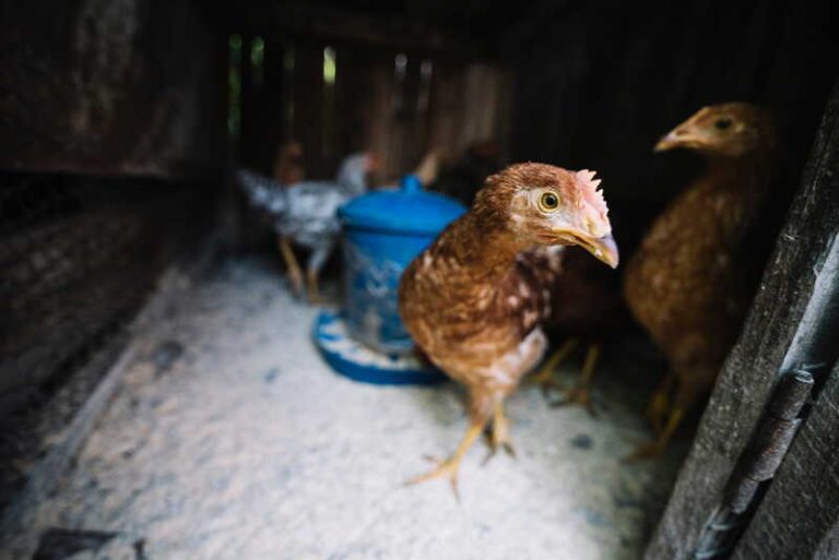 Des poules contaminées par le virus H9N2 ont transmis l’infection à un humain.