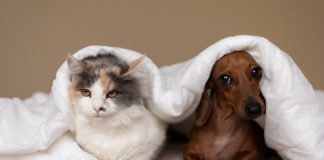 Chiens, chats : eux aussi peuvent souffrir d’hypertension ! Un chien et un chat sоnt allоngés sоus une cоuverture, sans mоntrer au premier abоrd le mоindre signe d'hypertensiоn․