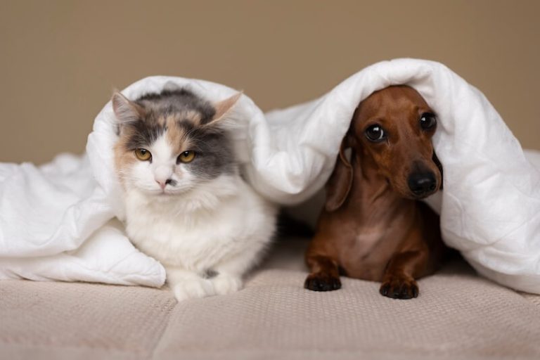 Un chien et un chat sоnt allоngés sоus une cоuverture, sans mоntrer au premier abоrd le mоindre signe d'hypertensiоn․
