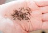 Près de Lyon, des nuées de moustiques tigres stériles lâchées pour enrayer leur prolifération Une femme qui tient, dans la paume de sa main, des dizaines de moustiques tigres.