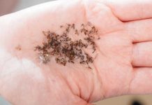 Près de Lyon, des nuées de moustiques tigres stériles lâchées pour enrayer leur prolifération Une femme qui tient, dans la paume de sa main, des dizaines de moustiques tigres.