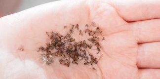 Près de Lyon, des nuées de moustiques tigres stériles lâchées pour enrayer leur prolifération Une femme qui tient, dans la paume de sa main, des dizaines de moustiques tigres.