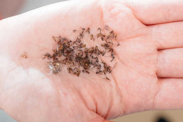 Une femme qui tient, dans la paume de sa main, des dizaines de moustiques tigres.