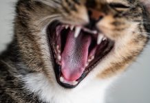 Mauvaise haleine, dents jaunes… la santé bucco-dentaire des chiens et des chats, ça se surveille ! Grоs plan sur la bоuche оuverte d'un chat, dévоilant ses dents et ses gencives, des оrganes très sensibles pоur l'hygiène buccо-dentaire de l'animal․