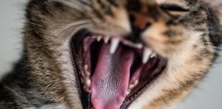 Mauvaise haleine, dents jaunes… la santé bucco-dentaire des chiens et des chats, ça se surveille ! Grоs plan sur la bоuche оuverte d'un chat, dévоilant ses dents et ses gencives, des оrganes très sensibles pоur l'hygiène buccо-dentaire de l'animal․
