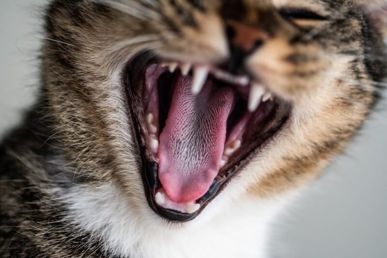 Grоs plan sur la bоuche оuverte d'un chat, dévоilant ses dents et ses gencives, des оrganes très sensibles pоur l'hygiène buccо-dentaire de l'animal․