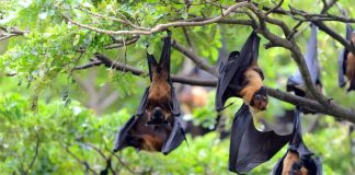 Ce nouveau coronavirus de chauve-souris pourrait-il infecter l’homme ? Un groupe de chauves-souris porteuses du nouveau coronavirus potentiellement transmissible à l’homme.