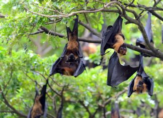 Un groupe de chauves-souris porteuses du nouveau coronavirus potentiellement transmissible à l’homme.