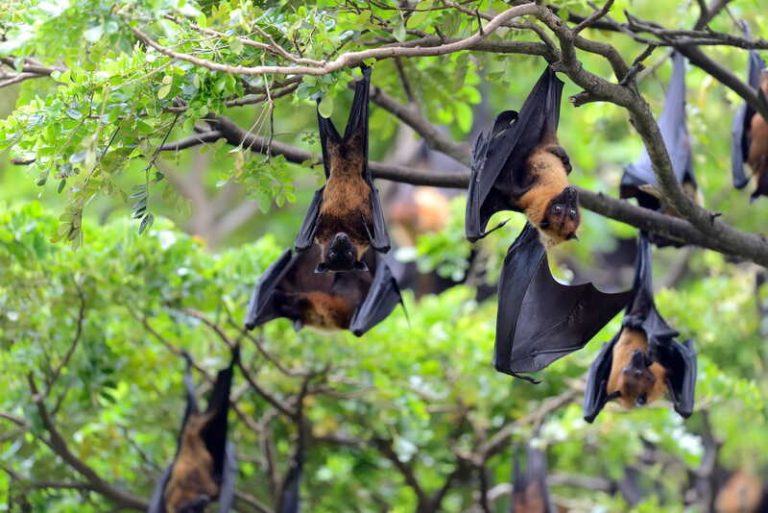 Un groupe de chauves-souris porteuses du nouveau coronavirus potentiellement transmissible à l’homme.