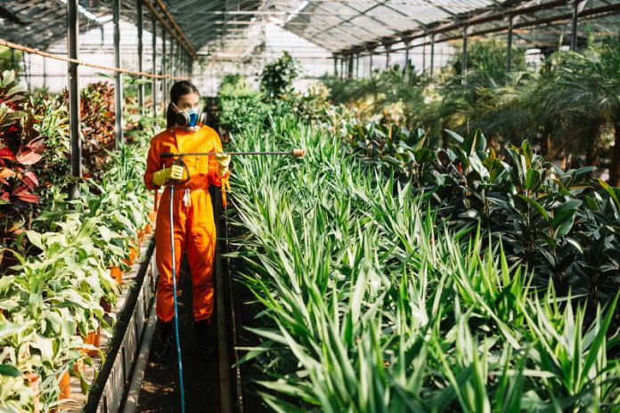Augmentation cas cancer colorectal jeunes herbicide jugé sans risque cause Ma Santé Une jeune femme pulvérise un herbicide sur ses plantes, sans imaginer qu’une exposition répétée pourrait, des années plus tard, être associée à un risque accru de cancer colorectal.
