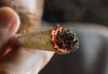Cannabis à l’adolescence : ce que le THC fait au cerveau en construction Un jeune homme qui fume un joint de cannabis sans en connaître les conséquences.