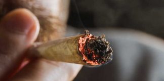 Cannabis à l’adolescence : ce que le THC fait au cerveau en construction Un jeune homme qui fume un joint de cannabis sans en connaître les conséquences.