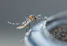Dengue, chikungunya, Zika… La France redoute un été sous tension sanitaire Un moustique porteur d’une maladie vectorielle qui vient d’arriver en France.