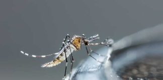 Dengue, chikungunya, Zika… La France redoute un été sous tension sanitaire Un moustique porteur d’une maladie vectorielle qui vient d’arriver en France.