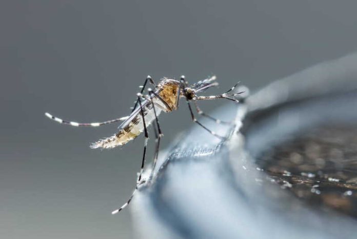 Dengue, chikungunya, Zika France redoute un été sous tension sanitaire Ma Santé Un moustique porteur d’une maladie vectorielle qui vient d’arriver en France.