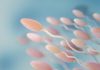 Devenu stérile après une chimiothérapie, un homme parvient à reproduire du sperme Les spermatozoïdes du jeune homme au microscope.