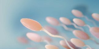 Devenu stérile après une chimiothérapie, un homme parvient à reproduire du sperme Les spermatozoïdes du jeune homme au microscope.