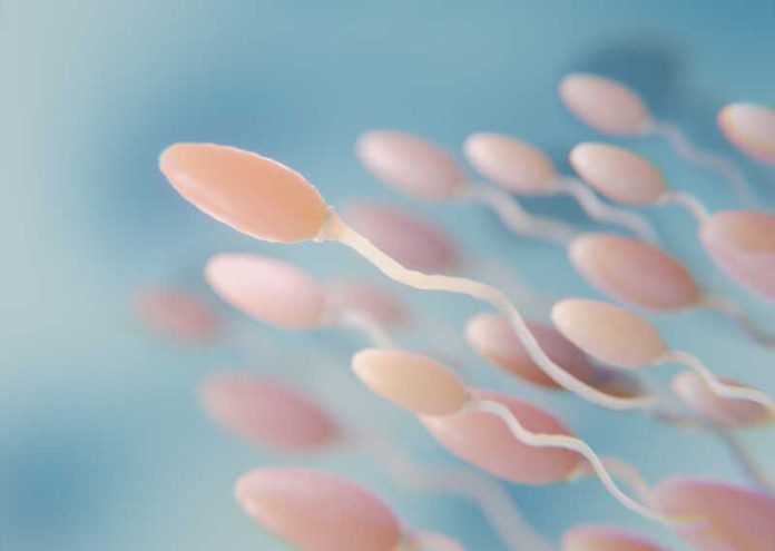 Devenu stérile après une chimiothérapie cet homme reproduit du sperme Ma Santé Les spermatozoïdes du jeune homme au microscope.