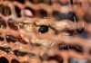 Hantavirus : en Argentine, 150 rongeurs analysés pour déterminer l’origine de l’épidémie Un rat capturé dans une cage, analysé par des scientifiques pour déterminer s’il est porteur de l’hantavirus.